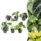 6x Baby Variegata Mix - Various colours - Tropical - Ø6cm - ↕10-15cm
