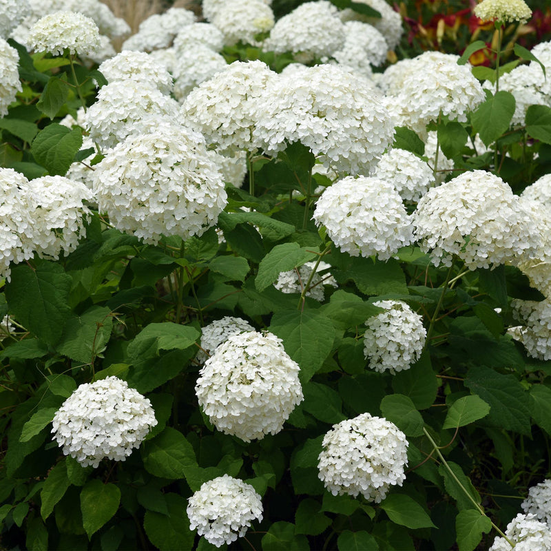 Green boutiQ - Tuinplant - Hydrangea arborescens Annabelle - Pluimhortensia - Winterhard - Wit - 3 Planten - Pot 12cm - Hoogte Hoogte 20-30cm