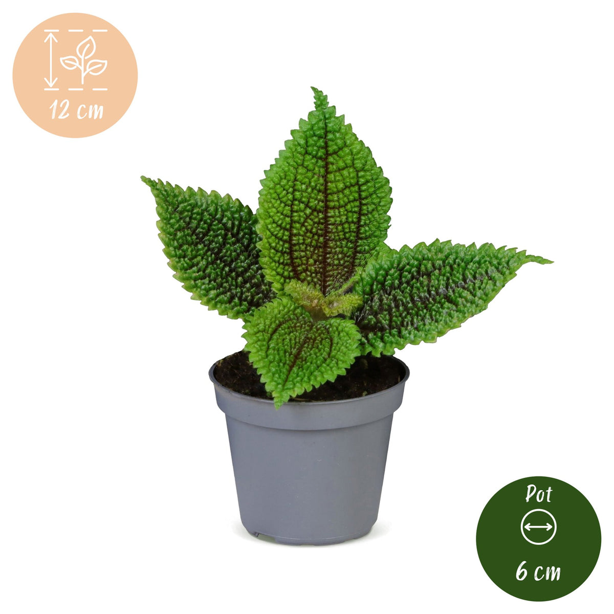 Pilea Moon Valley - Moon Valley Pilea - Green - Tropical - Ø6cm - ↕12cm