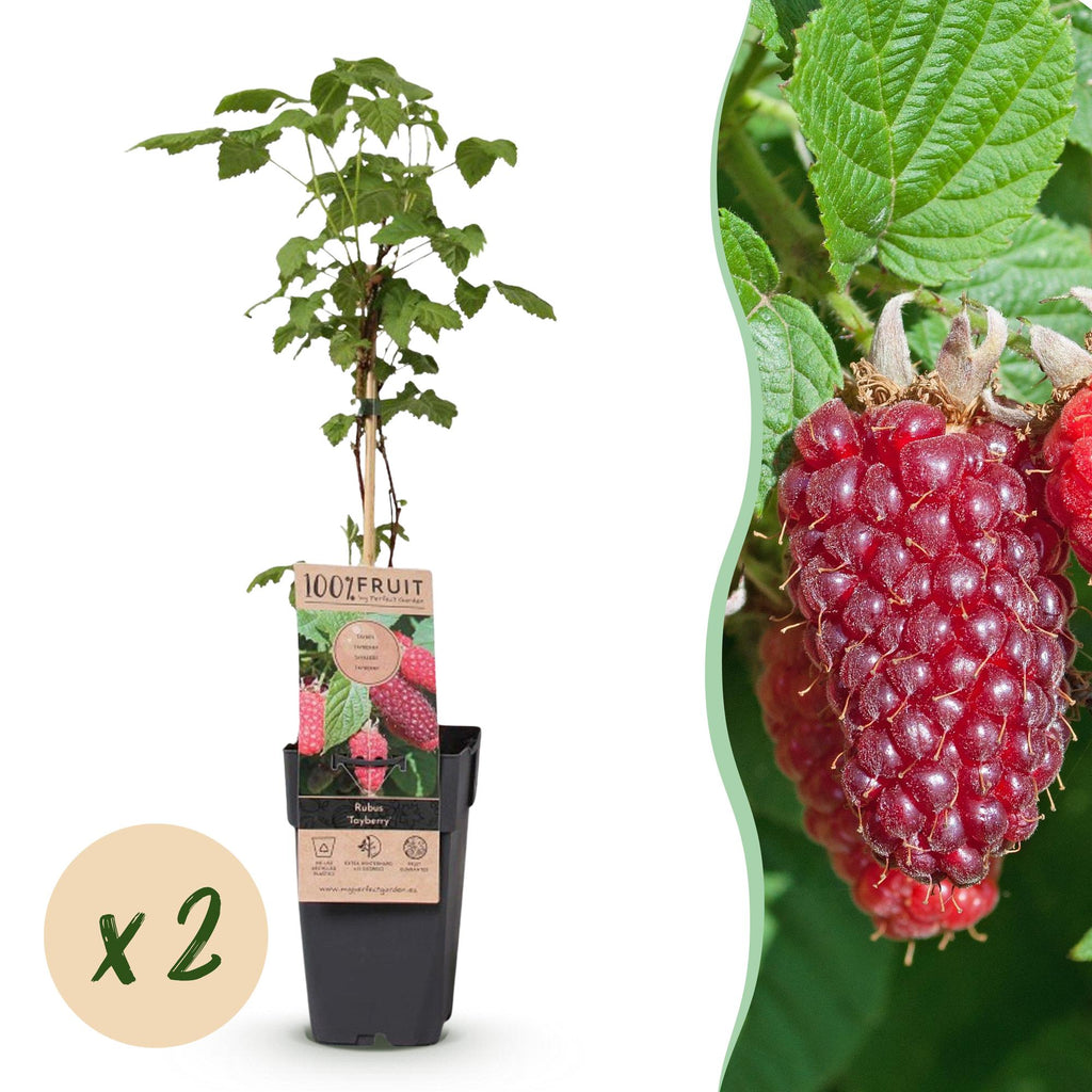 Green boutiQ - Fruchtpflanze - Rubus log. Tayberry - Brombeere - Winterhart - Purpur-Himbeere - 2 Pflanzen - Topf 15cm - Höhe 50cm