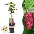 Green boutiQ - Fruchtpflanze - Rubus log. Tayberry - Brombeere - Winterhart - Purpur-Himbeere - 2 Pflanzen - Topf 15cm - Höhe 50cm