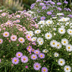 Green boutiQ - Stauden - Aster Tricolour - Strand-Aster - Bienen- und Schmetterlingsmagnet - Lila - Rosa - Weiß - 24 Pflanzen - 11 cm Topf - Höhe 15-25 cm
