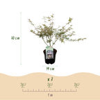 Green boutiQ - Plante de terrasse - Érable japonais - Acer palmatum Iyoshi - Rose - 1 plante - Caduc - Pot 19 cm, hauteur 70 cm