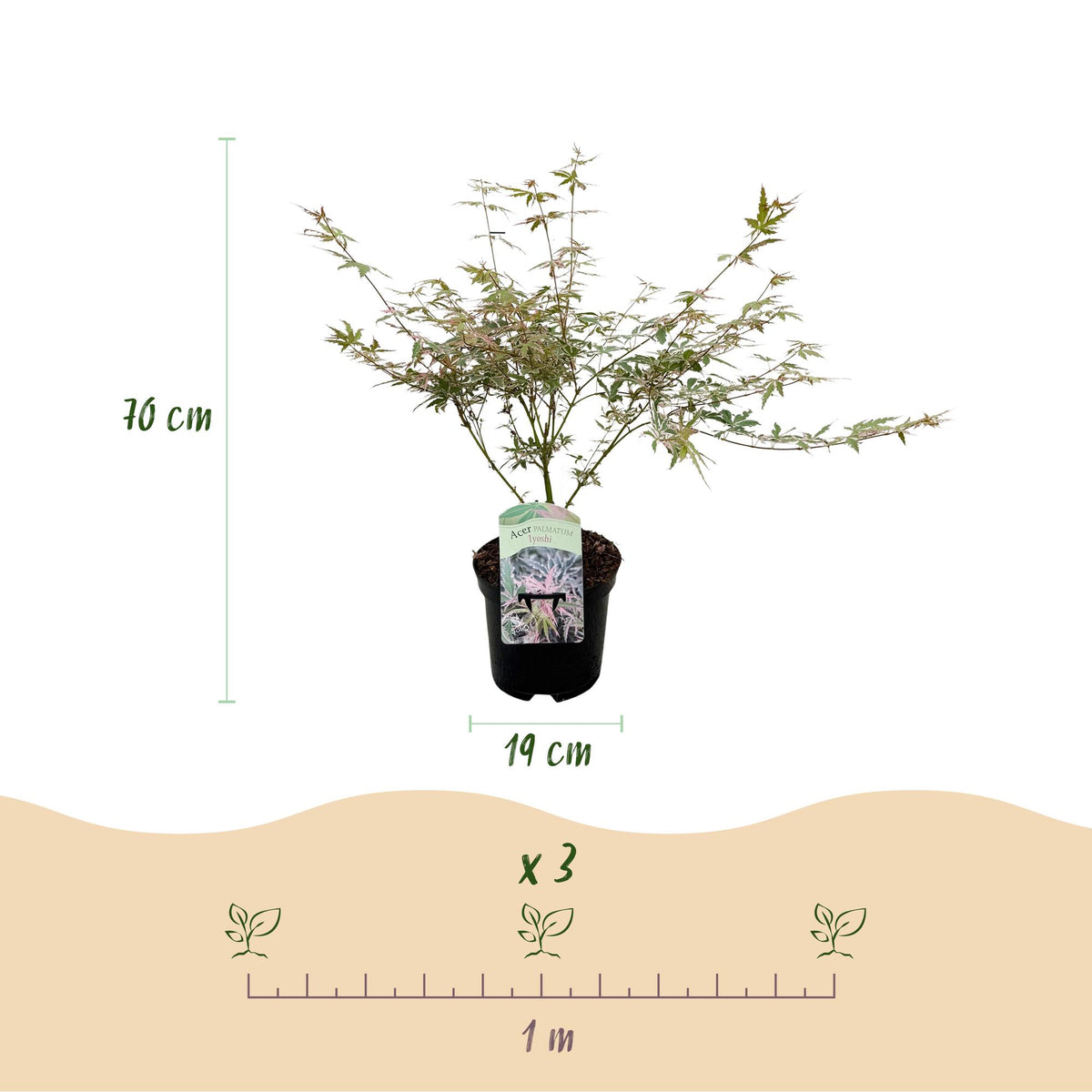 Green boutiQ - Plante de terrasse - Érable japonais - Acer palmatum Iyoshi - Rose - 1 plante - Caduc - Pot 19 cm, hauteur 70 cm