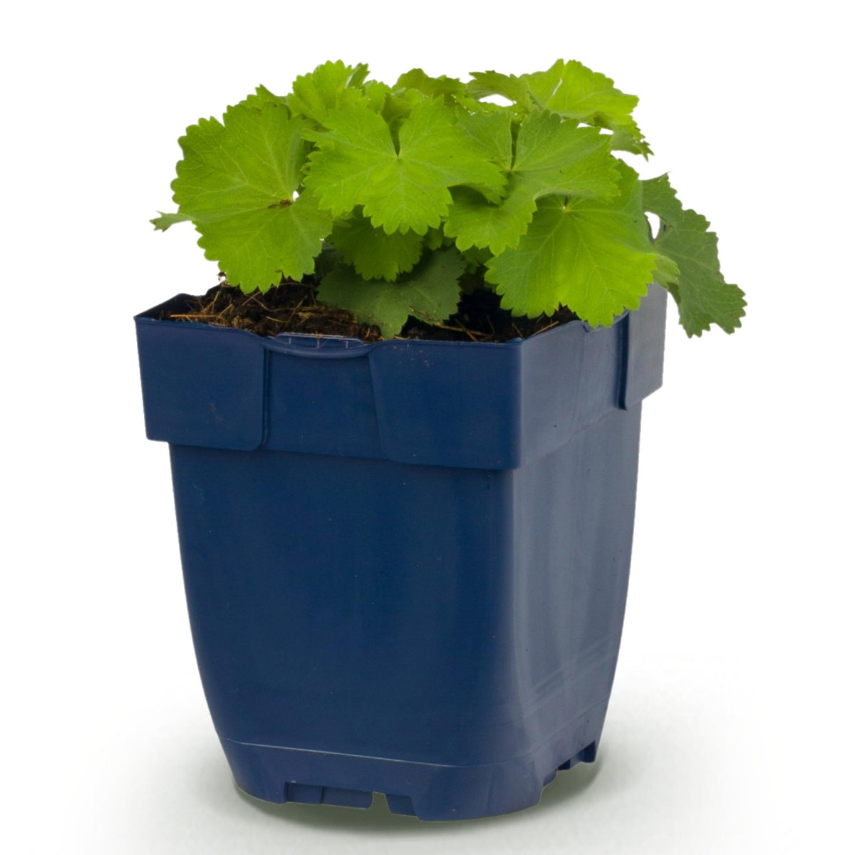 Green boutiQ - Vasteplant - Alchemilla mollis - Vrouwenmantel - Bodembedekkend - Geel - 1 Plant - Pot 11cm - Hoogte 15-25cm