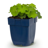 Green boutiQ - Vasteplant - Alchemilla mollis - Vrouwenmantel - Bodembedekkend - Geel - 1 Plant - Pot 11cm - Hoogte 15-25cm