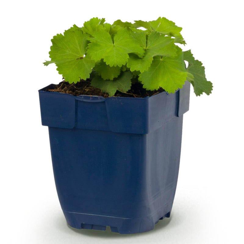 Green boutiQ - Vasteplant - Alchemilla mollis - Vrouwenmantel - Bodembedekkend - Geel - 1 Plant - Pot 11cm - Hoogte 15-25cm