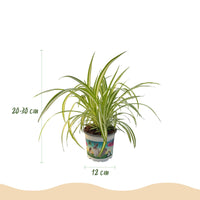 Green boutiQ - Kamerplant - Cyperus - Calissia - Chlorophytum - Mix van 3 - Huisdiervriendelijke Planten - Groen - 3 Planten - met Mand - Pot 12cm - Hoogte 20cm
