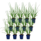 Green boutiQ - Gräser - Pennisetum alop. Black Beauty - Lampenputzergras - Mit Blütenähren - Grün - 12 Pflanzen - Topf 11 cm - Höhe 15-25 cm