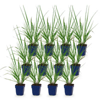 Green boutiQ - Grasses - Pennisetum alop. Black Beauty - Fountaingrass - With Plume - Green - 12 Plants - Pot 11cm - Height 15-25cm