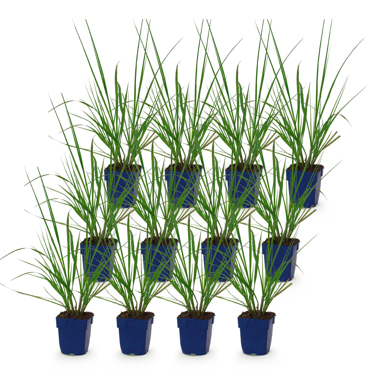 Green boutiQ - Gräser - Pennisetum alop. Black Beauty - Lampenputzergras - Mit Blütenähren - Grün - 12 Pflanzen - Topf 11 cm - Höhe 15-25 cm
