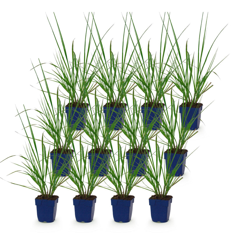 Green boutiQ - Grasses - Pennisetum alop. Black Beauty - Fountaingrass - With Plume - Green - 12 Plants - Pot 11cm - Height 15-25cm