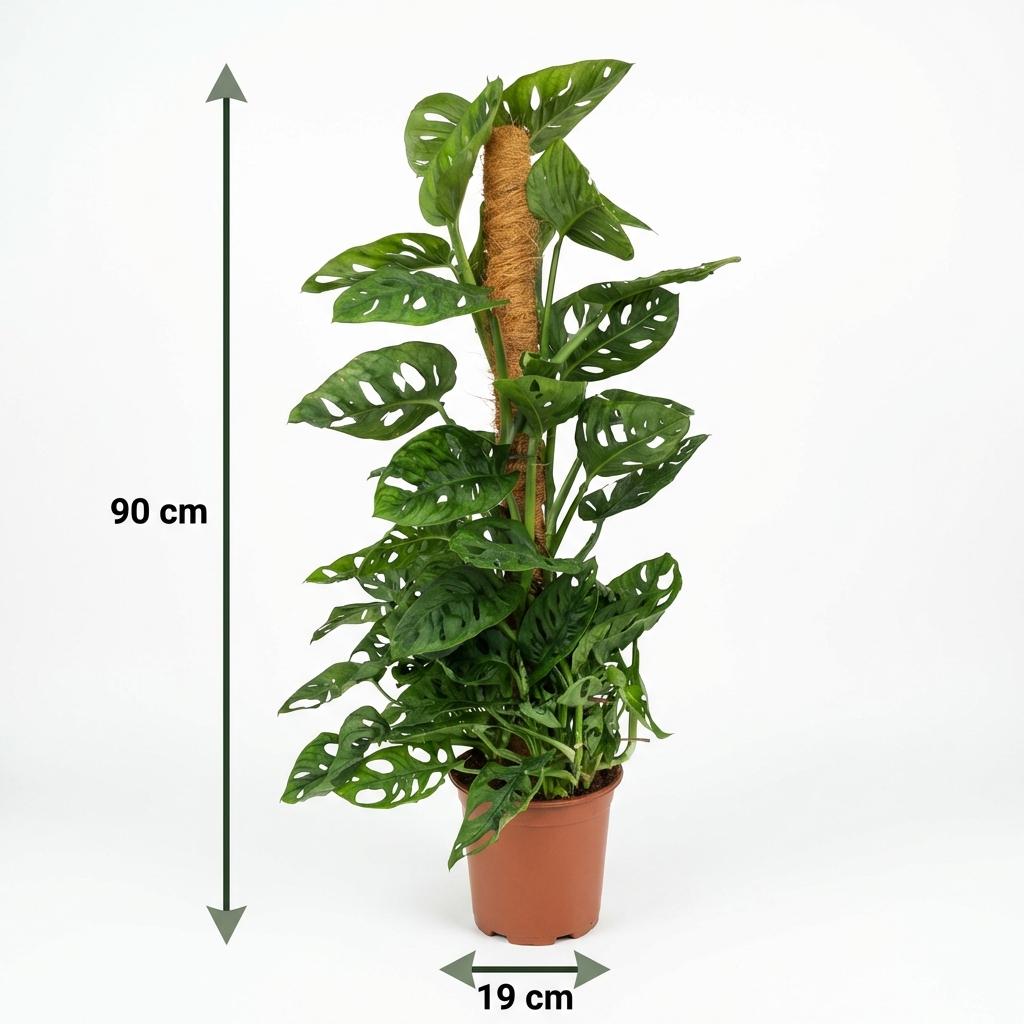 Green boutiQ - Plante d'intérieur - Monkey Mask - Monstera Adansonii sur tuteur - Vert - Entretien facile - 1 plante - Pot 19cm - Hauteur 90cm