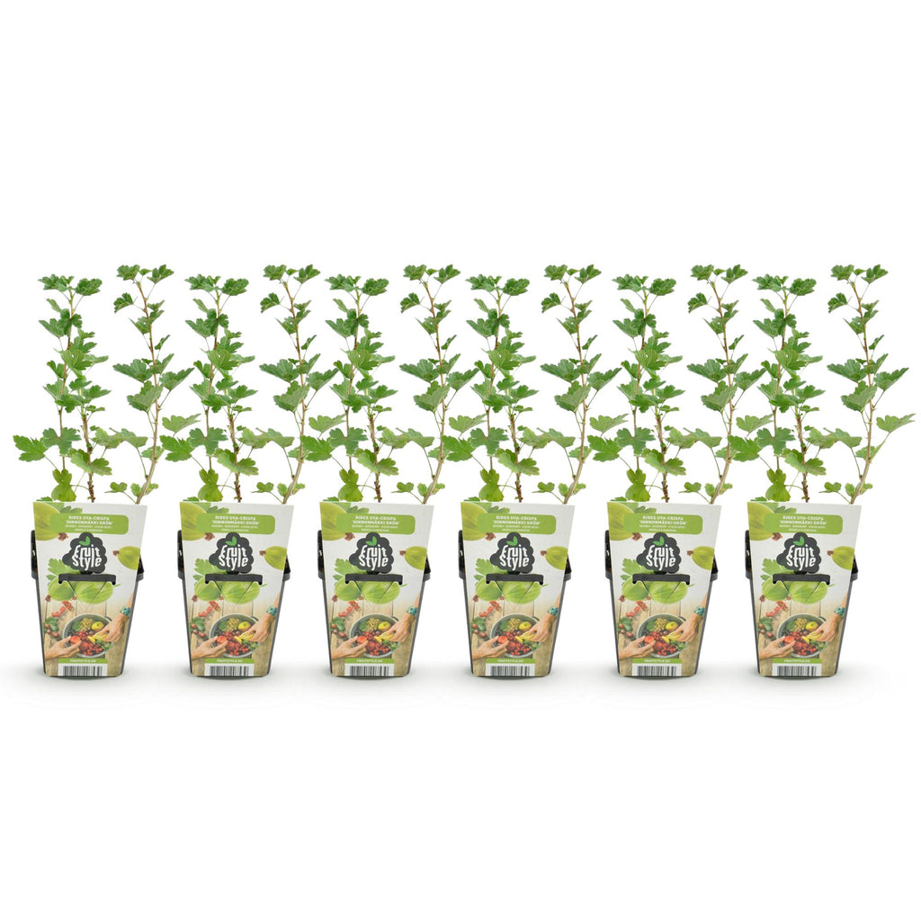 Green boutiQ - Plants fruitiers - Groseillier à maquereau - Ribes uva-crispa Hinnonmaki Grun - Rustique - 6 plantes - Pot 9 cm - Groseille verte