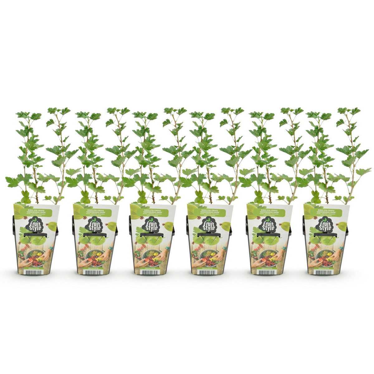 Green boutiQ - Plants fruitiers - Groseillier à maquereau - Ribes uva-crispa Hinnonmaki Grun - Rustique - 6 plantes - Pot 9 cm - Groseille verte