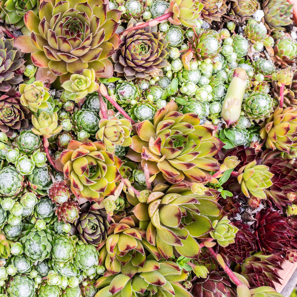 Green boutiQ - Couvre-sol - Rustique - Sempervivum Big Sam - 4 Plantes - Couleurs assorties - Peu d'entretien - Pot 14 Hauteur 17