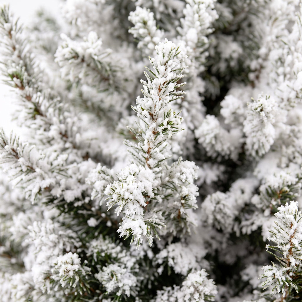 Picea glauca Conica - Dwarf Alberta Spruce - Green - White - Christmas tree - Ø19cm - ↕65cm