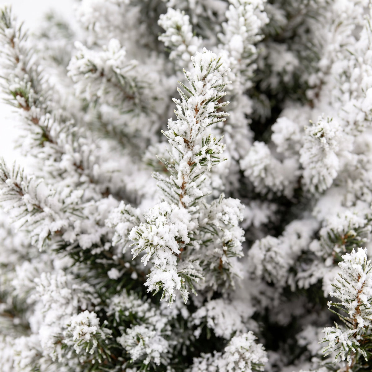 Picea glauca Conica - Dwarf Alberta Spruce - Green - White - Christmas tree - Ø19cm - ↕65cm