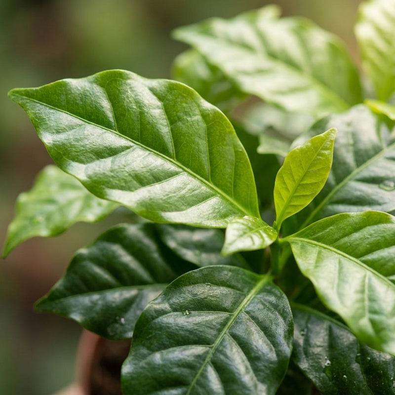 4x Coffea Arabica Koffieplant - Ø 12 cm - Hoogte: 25 cm