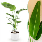 Green BoutiQ - Plantes d'intérieur - Strelitzia Nicolai - Oiseau du paradis - Entretien facile - Vert - 1 plante - avec pot blanc - Pot 21cm - Hauteur 110-120cm
