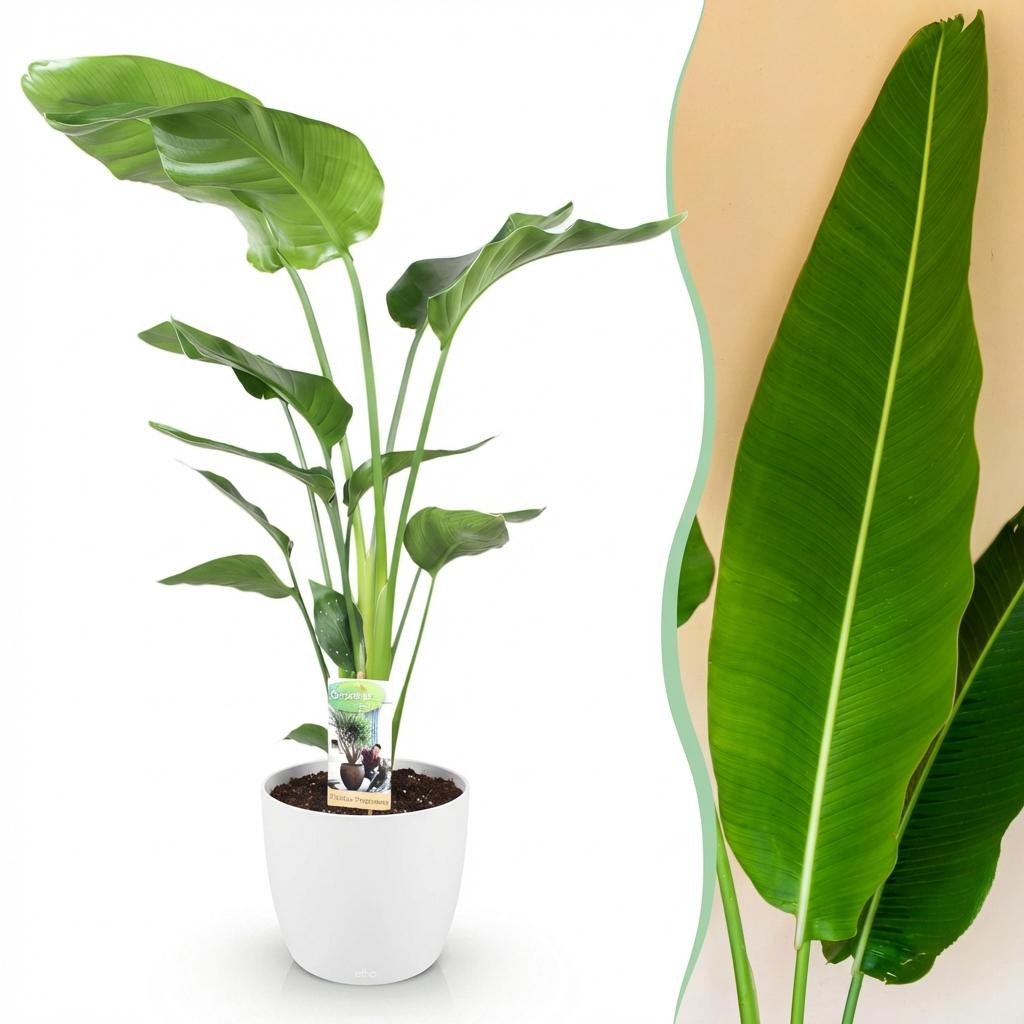 Green BoutiQ - Plantes d'intérieur - Strelitzia Nicolai - Oiseau du paradis - Entretien facile - Vert - 1 plante - avec pot blanc - Pot 21cm - Hauteur 110-120cm