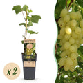 Green boutiQ - Obstpflanze - Vitis vinifera Lakemont - Weinrebe - Winterhart - Goldgelbe Traube - 2 Pflanzen - Topf 15cm - Höhe 50cm