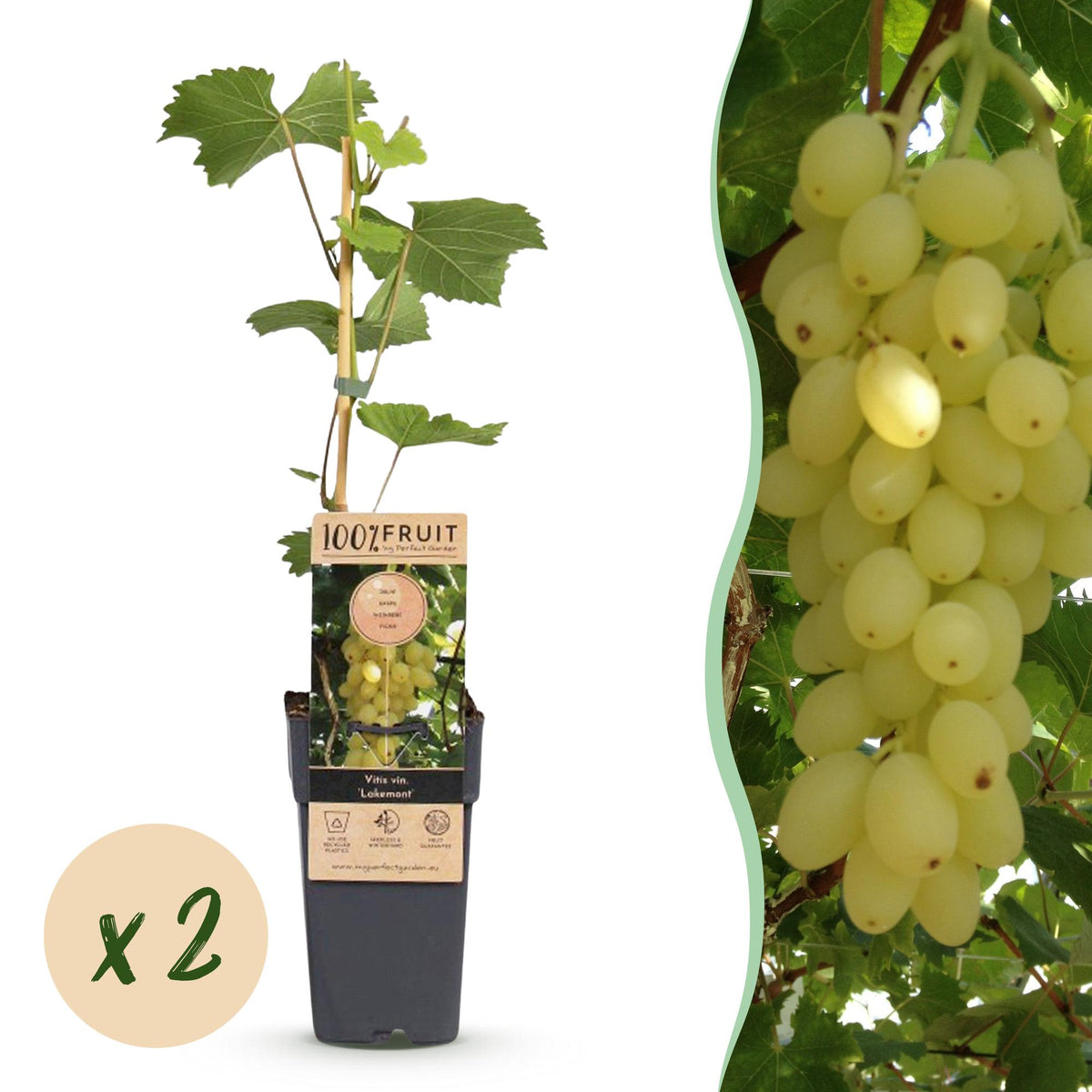 Green boutiQ - Fruitplant - Vitis vinifera Lakemont - Druivenplant - Winterhard - Goudgele Druif - 2 Planten - Pot 15cm - Hoogte 50cm