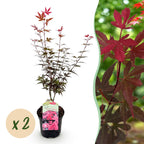 Green boutiQ - Plante de terrasse - Érable du Japon - Acer palmatum Skeeter's Broom - Violet - 2 plantes - Caduc - Pot 19cm Hauteur 70cm