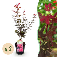 Green boutiQ - Terrasplant - Japanse Esdoorn - Acer palmatum Skeetsers Broom - Paars - 2 Planten - Bladverliezend - Pot 19cm Hoogte 70cm