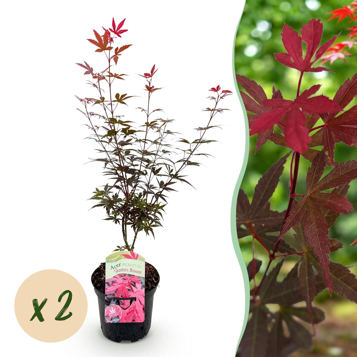 Green boutiQ - Plante de terrasse - Érable du Japon - Acer palmatum Skeeter's Broom - Violet - 2 plantes - Caduc - Pot 19cm Hauteur 70cm