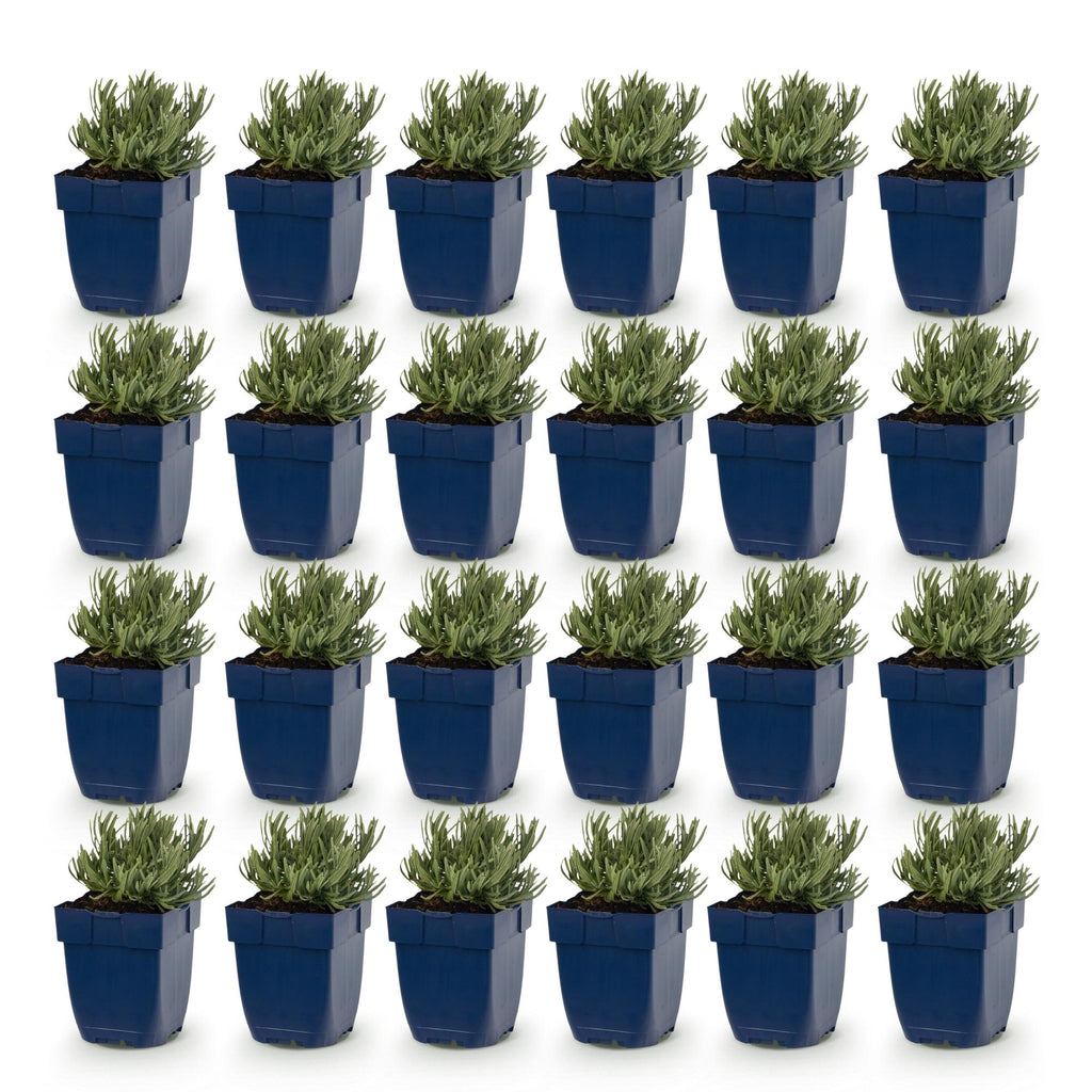 Green boutiQ - Stauden - Lavandula ang. Munstead - Lavendel - Duftend - Violett - 24 Pflanzen - Topf 11cm - Höhe 15-25cm