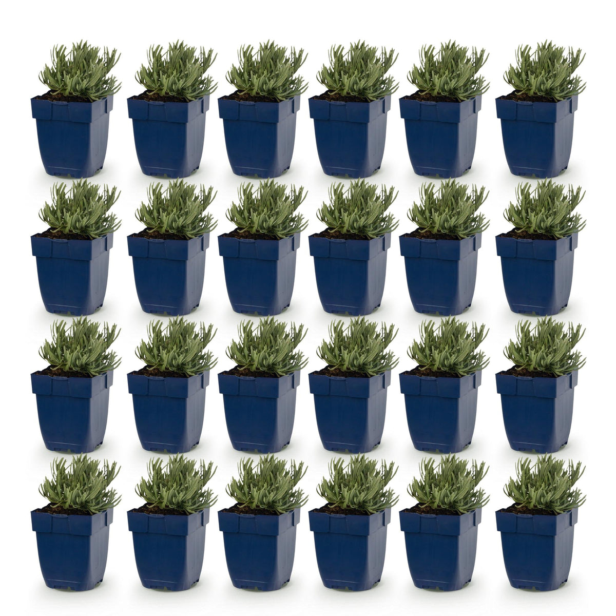 Green boutiQ - Stauden - Lavandula ang. Munstead - Lavendel - Duftend - Violett - 24 Pflanzen - Topf 11cm - Höhe 15-25cm