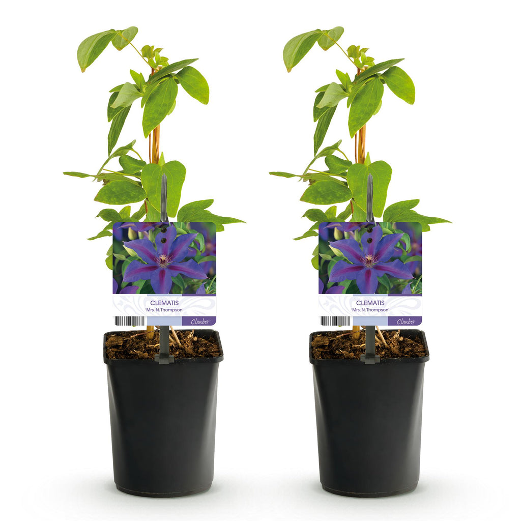 Green boutiQ - Plante grimpante - Clématite Mrs. N. Thompson - Fleur rose - Peu d'entretien - 2 plantes - Pot 11cm Hauteur 40cm
