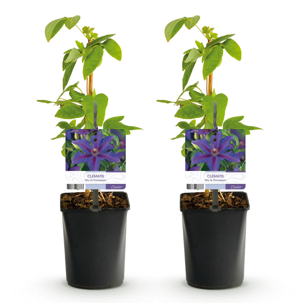 Green boutiQ - Klimplant - Clematis Mrs. N. Thompson - Bloem Roze - Weinig onderhoud - 2 planten -  Pot 11cm Hoogte 40cm