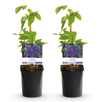 Green boutiQ - Plante grimpante - Clématite Mrs. N. Thompson - Fleur rose - Peu d'entretien - 2 plantes - Pot 11cm Hauteur 40cm
