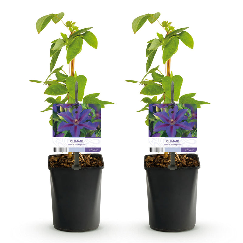 Green boutiQ - Klimplant - Clematis Mrs. N. Thompson - Bloem Roze - Weinig onderhoud - 2 planten -  Pot 11cm Hoogte 40cm