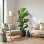 Green boutiQ - Plante d'intérieur - Figuier lyre - Ficus Lyrata - Vert - Entretien facile - 1 plante - avec pot gris - Pot 21 cm - Hauteur 75 - 85 cm