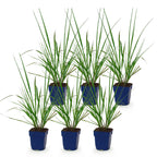 Green boutiQ - Gräser - Pennisetum alop. Black Beauty - Lampenputzergras - Mit Blütenähre - Grün - 6 Pflanzen - Topf 11cm - Höhe 15-25cm