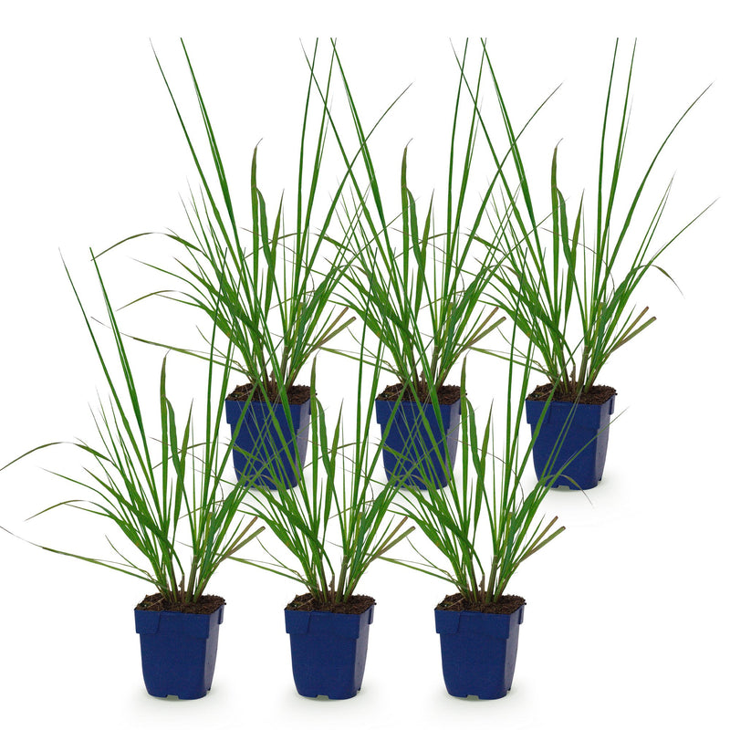 Green boutiQ - Grasses - Pennisetum alop. Black Beauty - Fountaingrass - With Plume - Green - 6 Plants - Pot 11cm - Height 15-25cm