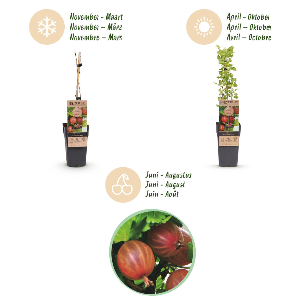 Green boutiQ - Plant fruitier - Ribes uva-crispa Hinnonmäki Röd - Groseillier à maquereau - Rustique - Groseille rouge - 2 plantes - Pot 15cm - Hauteur 50cm
