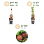 Green boutiQ - Plant fruitier - Ribes uva-crispa Hinnonmäki Röd - Groseillier à maquereau - Rustique - Groseille rouge - 2 plantes - Pot 15cm - Hauteur 50cm