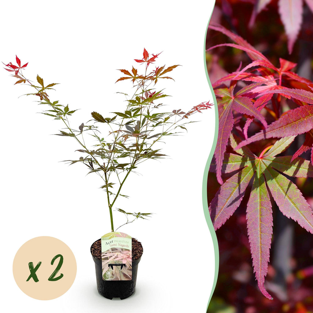 Green boutiQ - Plante de terrasse - Érable du Japon - Acer palmatum Sumi-nagashi - Rouge - 2 plantes - Caduc - Pot 19cm Hauteur 70cm
