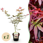 Green boutiQ - Plante de terrasse - Érable du Japon - Acer palmatum Sumi-nagashi - Rouge - 2 plantes - Caduc - Pot 19cm Hauteur 70cm