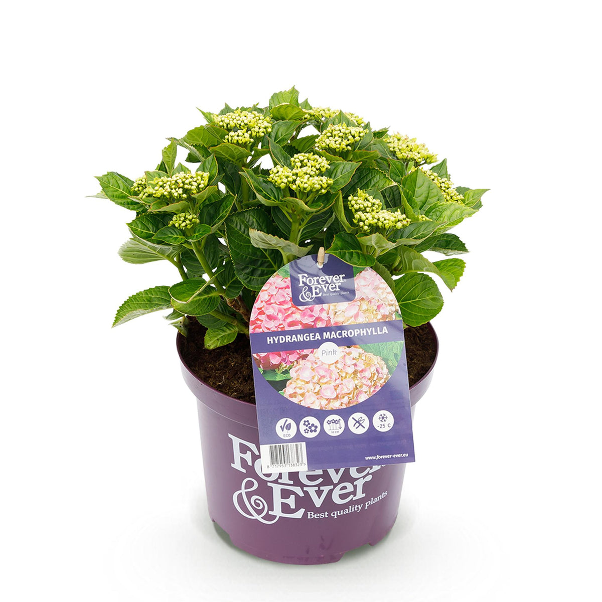 Green boutiQ - Plante de terrasse - Hortensia - Hydrangea Forever & Ever - Rose - 7-12 fleurs - Pot 23 cm Hauteur 55 cm