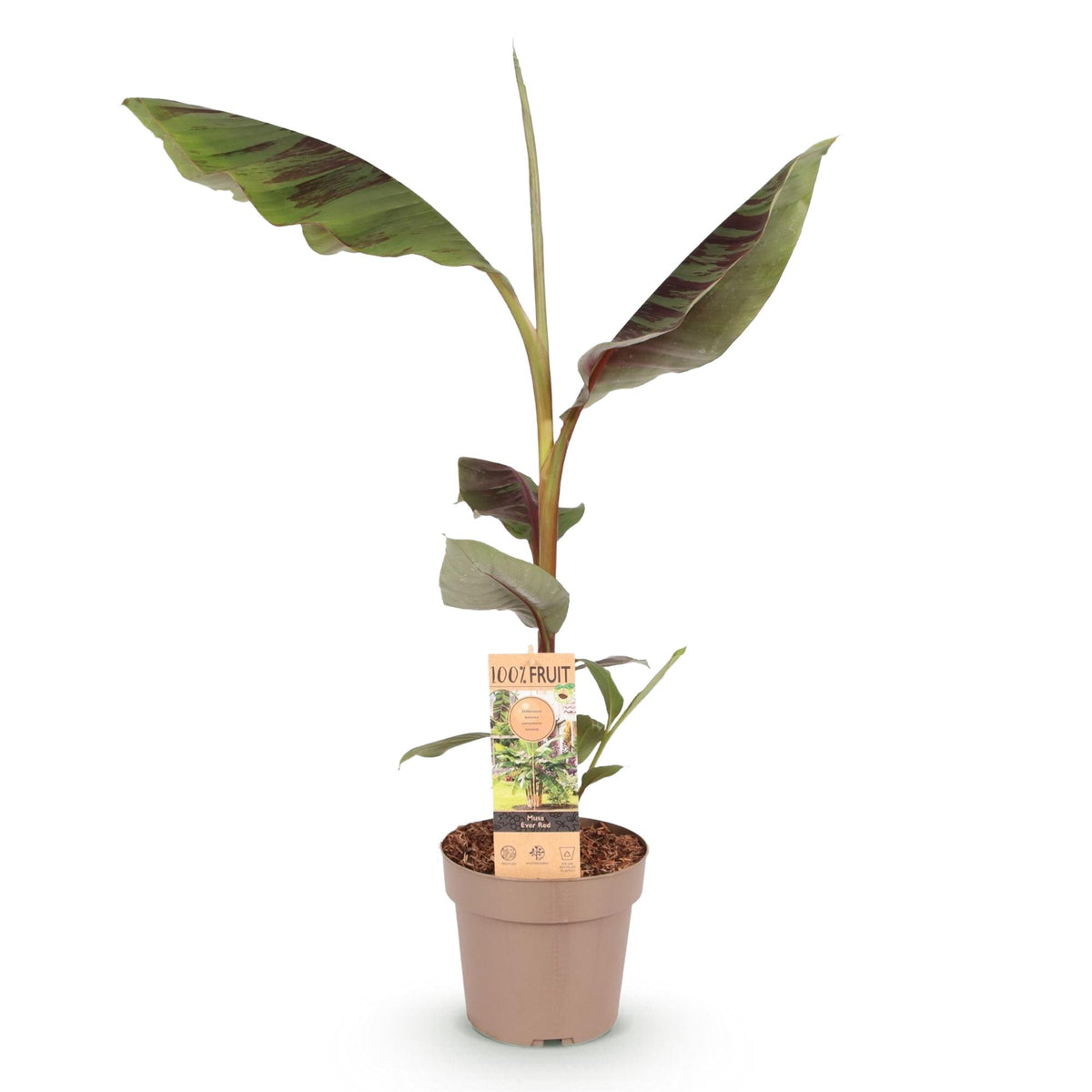 Green boutiQ - Plante fruitière - Musa Ever Red - Bananier - Rustique - Vert-Rouge - 1 plante - Pot de 21 cm - Hauteur 90 cm