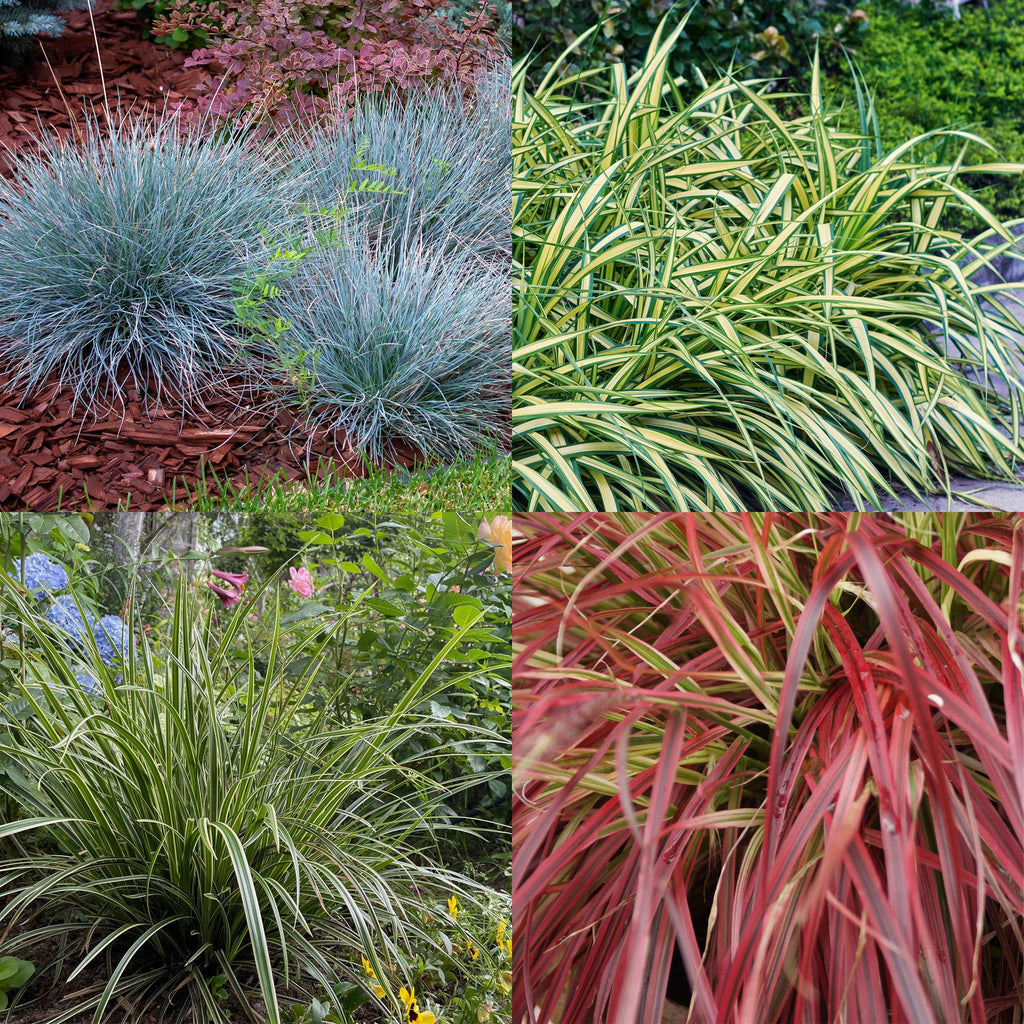 Green boutiQ - Graminées ornementales - 4 plantes - Bleu - Jaune - Vert - Rouge - Persistant - Peu d'entretien - Pot 17 cm, hauteur 50 cm