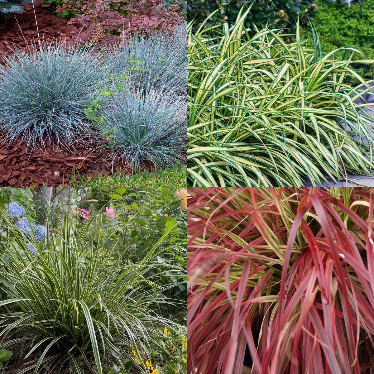 Green boutiQ - Graminées ornementales - 4 plantes - Bleu - Jaune - Vert - Rouge - Persistant - Peu d'entretien - Pot 17 cm, hauteur 50 cm