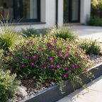Vasteplant - Vinca minor Atropurpurea - Maagdenpalm - Bodembedekkend - Paars - 6 Planten - Pot 11cm - Hoogte 15-25cm