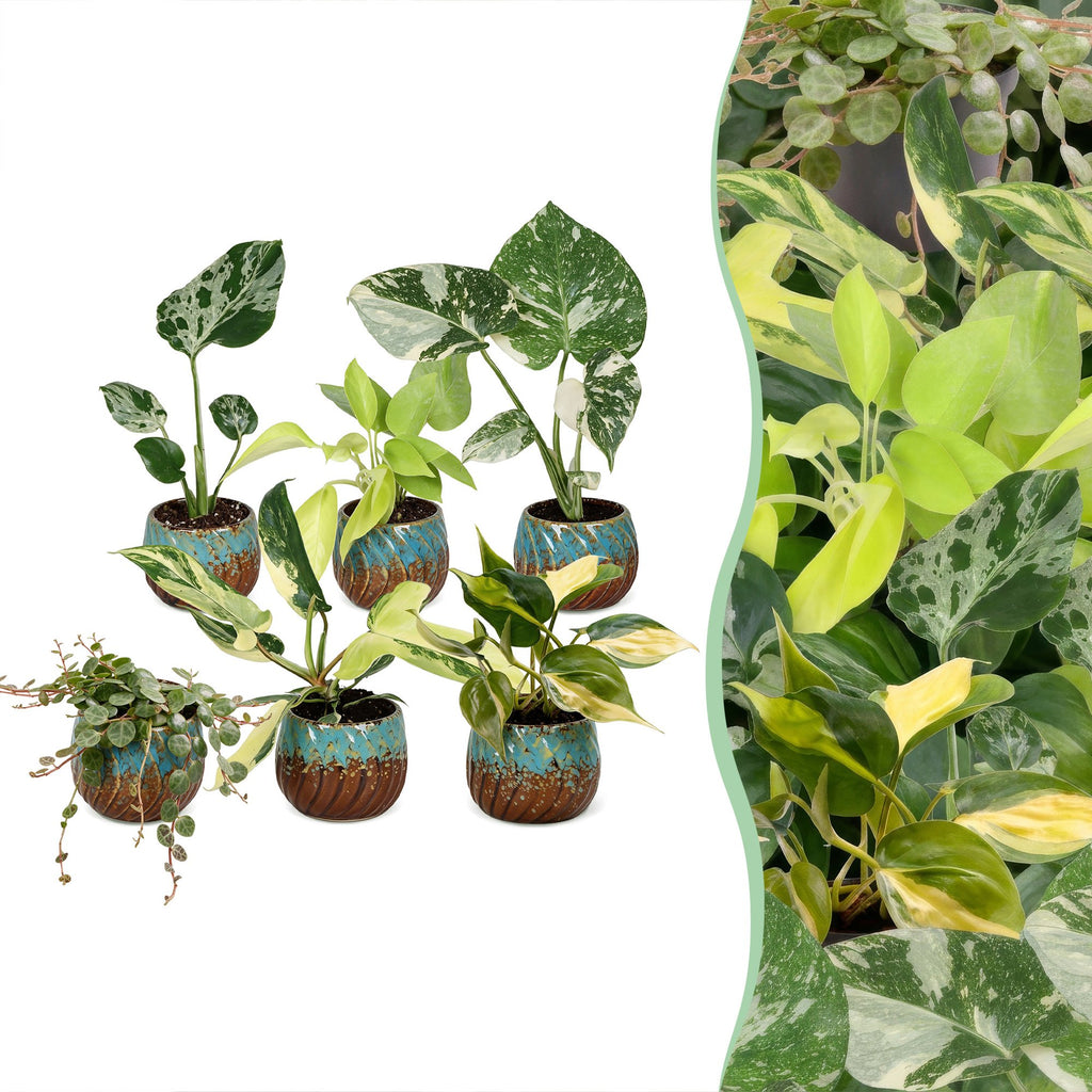 6x Baby Tropical Mix - Various colours - Tropical - incl. Copper Reef - Ø6cm - ↕10-15cm