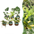 6x Baby Tropical Mix - Various colours - Tropical - incl. Copper Reef - Ø6cm - ↕10-15cm